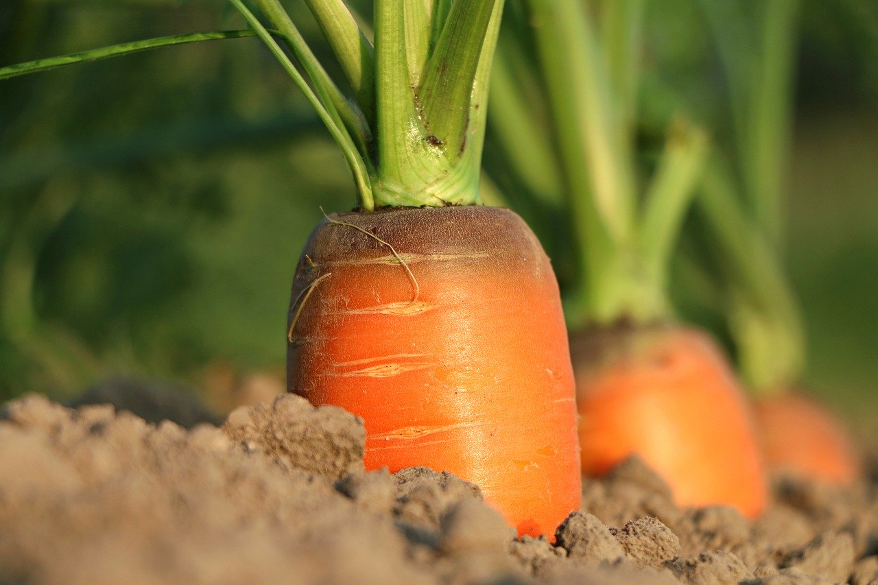 Préparation du sol pour la culture de carottes